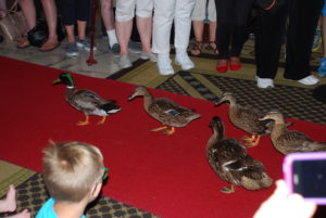 Peabody Ducks (so cute)